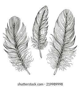 Set Illustrations Feathers Stock Vector (Royalty Free) 219989998 ...