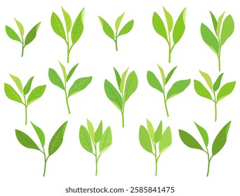 A set of illustrations featuring green tea leaves and sprouts.