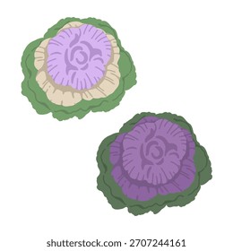 a set of illustrations featuring ornamental cabbage plants