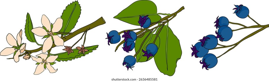 Set of illustrations featuring serviceberry, saskatoon clusters, flowers, and single berries in blue and white. Perfect for nature and food designs.