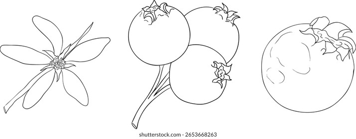 Set of illustrations featuring serviceberry, saskatoon clusters, flowers, and single berries. Perfect for nature and food designs.	