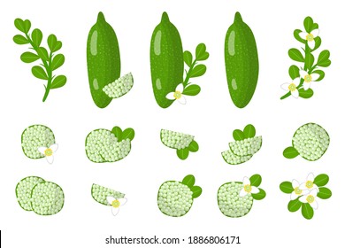 Set of illustrations with Finger lime exotic fruits, flowers and leaves isolated on a white background. Isolated vector icons set.