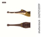 set of illustrations of fish-eating crocodile or gharial heads isolated on white background with two views. Dangerous exotic predatory reptile.
