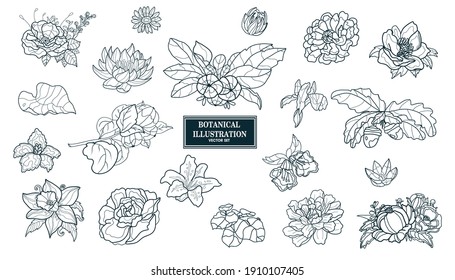 Set of illustrations of flowers and flower arrangements in the style of line. Botanical vector plants. Doodle style plants.  Rose, iris, rose hip, cotton, gerbera, chamomile, lily, leaves and branch.