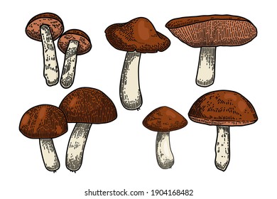 Set of Illustrations of forest mushrooms in engraving style. Design element for poster, card, banner, sign. Vector illustration