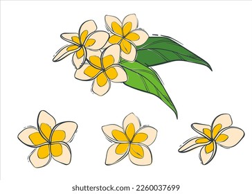 Set of illustrations with frangipani flowers. Indian plumeria flower. Trendy vector background.