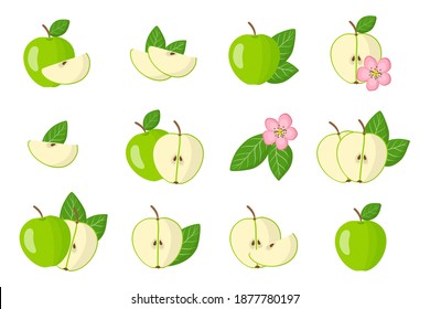 Set of illustrations with Green apple exotic fruits, flowers and leaves isolated on a white background. Isolated vector icons set.