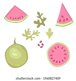 set of illustrations of green and pink watermelon isolated on white background