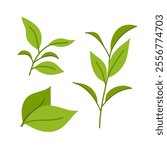 Set of illustrations green tea leaves and twigs. Ingredients for a hot drink. Matcha. Flat illustration on white background.