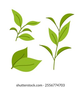 Set of illustrations green tea leaves and twigs. Ingredients for a hot drink. Matcha. Flat illustration on white background.