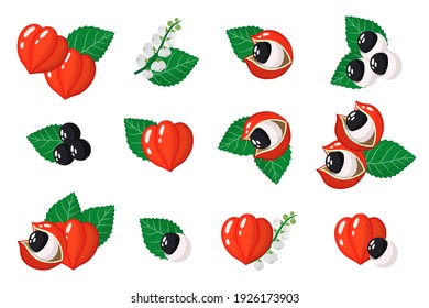 Conjunto de ilustraciones con frutas exóticas de Guarana, flores y hojas aisladas en un fondo blanco. Conjunto de iconos vectoriales aislados.