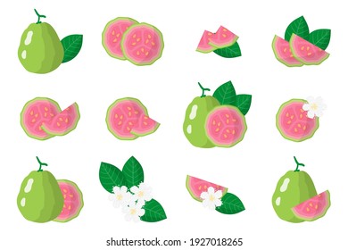 Set of illustrations with Guava exotic fruits, flowers and leaves isolated on a white background. Isolated vector icons set.