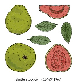 A set of illustrations of guava fruits in different types and leaves of the guava tree. Color drawings are isolated on a white background. Doodle style.