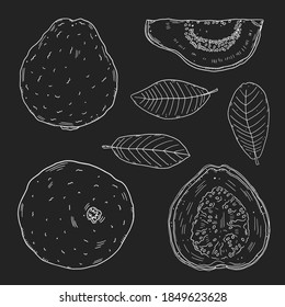Eine Reihe von Illustrationen von Guavafrüchten in verschiedenen Arten und Blättern des Guaven-Baumes. Weiße Umrisszeichnungen sind einzeln auf schwarzem Hintergrund. Doodle-Stil.