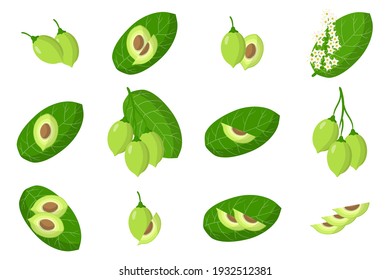 Set of illustrations with Kakadu plum exotic fruits, flowers and leaves isolated on a white background. Isolated vector icons set.