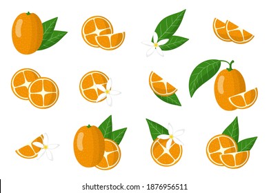 Set of illustrations with kumquat exotic citrus fruits, flowers and leaves isolated on a white background. Isolated vector icons set.