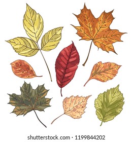 Set of illustrations with leaves. Autumn. Falling Leaves