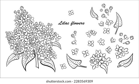 Set of illustrations of lilac flowers elements hand drawn svg