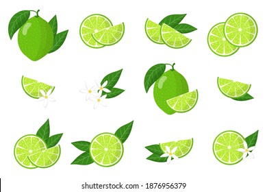 Set of illustrations with lime exotic fruits, flowers and leaves isolated on white background. Isolated vector icons set.