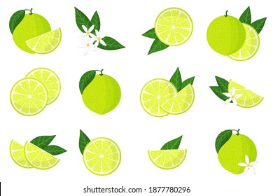 Set of illustrations with limetta exotic citrus fruits, flowers and leaves isolated on a white background. Isolated vector icons set.