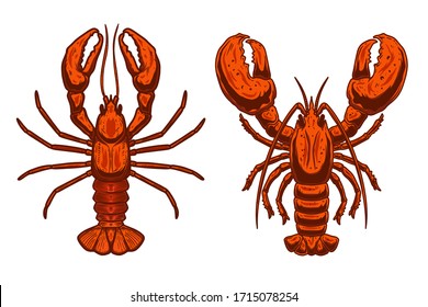 Set of Illustrations of lobsters in engraving style. Design element for logo, label, emblem, sign, badge. Vector illustration