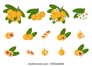 Set of illustrations with Loquat exotic fruits, flowers and leaves isolated on a white background.