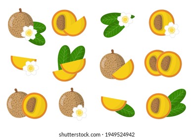 Set of illustrations with Mammea exotic fruits, flowers and leaves isolated on a white background.
