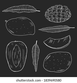 A set of illustrations of mango fruits in different types and leaves of the mango tree. White contour
 are isolated on a black background. Doodle style.