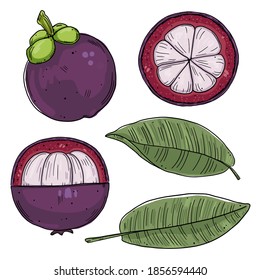 A set of illustrations of mangosteen fruits in different types and leaves of the mangosteen tree. Color drawings are isolated on a white background. Doodle style.