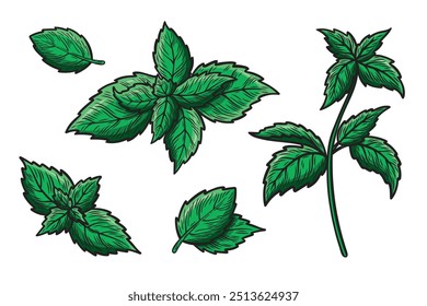 Set of illustrations with mint leaves and a branch. Hand drawn colored vector sketch of mint leaves. Engraved image.