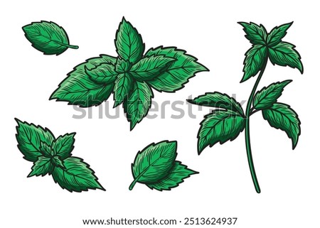 Set of illustrations with mint leaves and a branch. Hand drawn colored vector sketch of mint leaves. Engraved image.