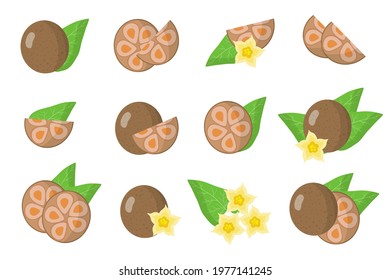 Set of illustrations with Monk exotic fruits, flowers and leaves isolated on a white background.