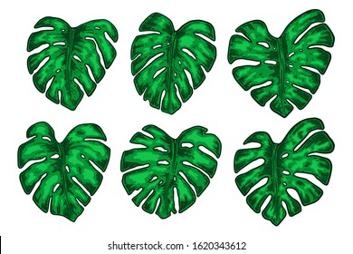 Set of illustrations of monstera leaves. Design element for poster, card, banner, flyer. Vector illustration
