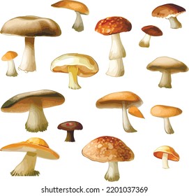 Set of illustrations of mushrooms. Autumn mushrooms, in a watercolor style