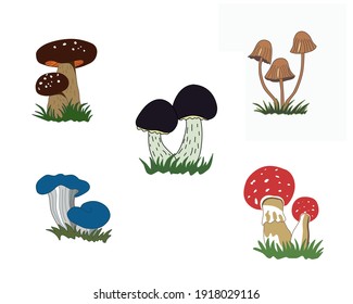 A set of illustrations of mushrooms isolated on a white background. Pixie Caps, Amanita Muscaria, Black Amanita, Oyster Blue Slocking, King Bolete. Vector EPS10.