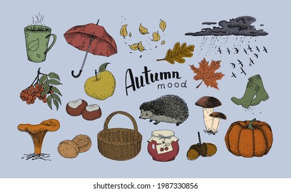Conjunto de ilustraciones sobre el tema del otoño. El conjunto incluye ilustraciones de hongos, hojas, erizo, paraguas, canasta, mermelada, botas, nubes, castañas, rowan, nueces, bellotas, calabaza, pájaros y tazas.