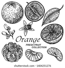 Set of illustrations with Orange in engraving style. Fruits in different parts and positions. Sweet and fresh fruit elements for menu, greeting cards, wrapping paper, cosmetics packaging, labels.