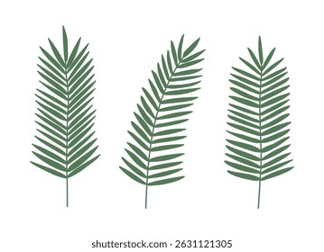 A set of illustrations of palm tree leaves found in tropical regions, representative plants of summer. Minimalist tropical foliage ideal for botanical prints, branding, and decor. 
