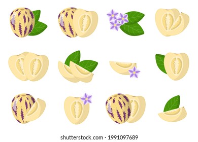 Reihe von Illustrationen mit exotischen Pepino-Früchten, Blumen und Blättern einzeln auf weißem Hintergrund.