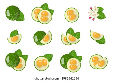 Set of illustrations with Pequi exotic fruits, flowers and leaves isolated on a white background.