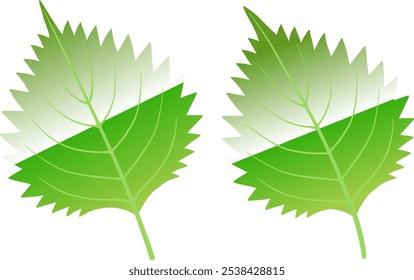 A set of illustrations of perilla leaves.
I drew some delicious looking perilla leaves.