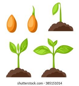 Set of illustrations with phases plant growth. Image for banners, web sites, designs.