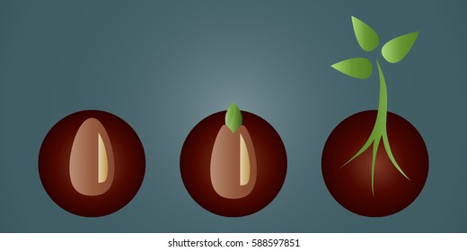 Set of illustrations with phases plant growth. Image for banners, web sites, designs.