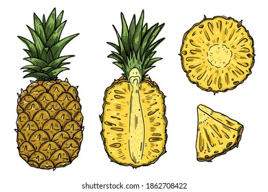 A set of illustrations of Pineapple fruits in different types. Color drawings are isolated on a white background. Doodle style.