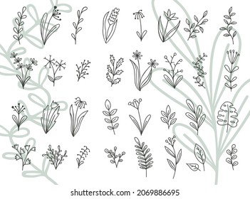 Set of illustrations of plants. Decorative beauty elegant illustration for design Vector flower Botanical. Black and white and colorful