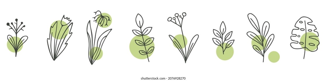 Set of illustrations of plants. Decorative beauty elegant illustration for design Vector flower Botanical. Black and white and colorful