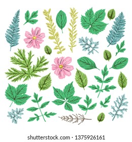 Set of illustrations of plants. Sketch. Freehand drawing