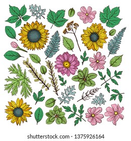Set of illustrations of plants. Sketch. Freehand drawing