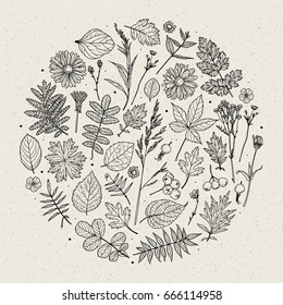 Set of illustrations of plants. Sketch. Freehand drawing. Can be used for scrapbook, postcards, print, etc.