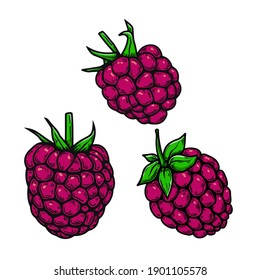 Set of Illustrations of raspberry in engraving style. Design element for poster, card, banner, sign. Vector illustration